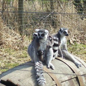 Bella and (one of) her new born young