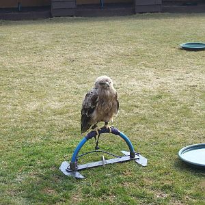 Tawny eagle in the birds of prey area