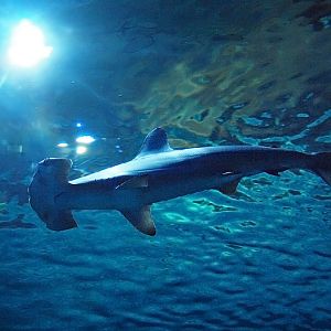 Den Blå Planet - Hammerhead shark