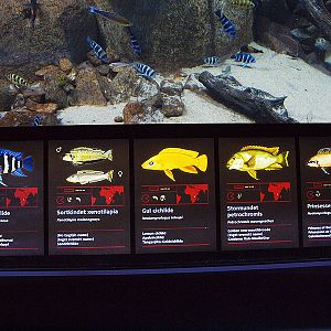 Den Blå Planet - Example of info panels