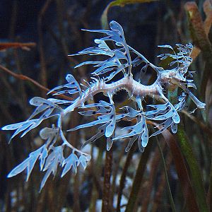 Den Blå Planet - Sea dragon