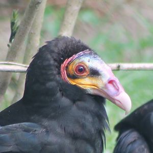 Head Little Yellow-headed vulture