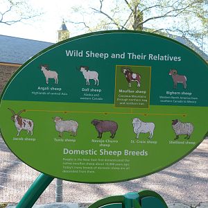 KidZoo U: Sheep Sign