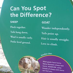 Kids U: Sheep Sign