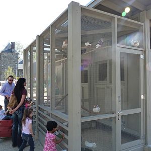KidZoo U: Pigeon Exhibit