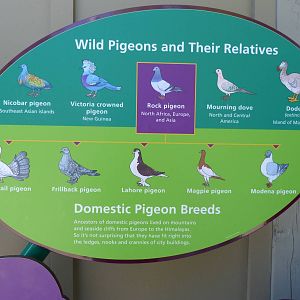 KidZoo U: Pigeon Sign