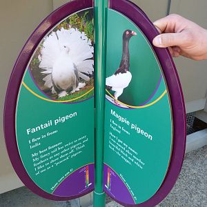 KidZoo U: Pigeon Sign