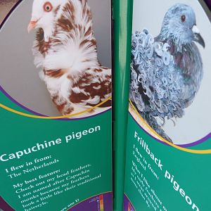KidZoo U: Pigeon Sign