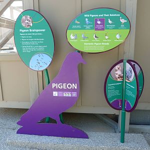 KidZoo U: Pigeon Sign