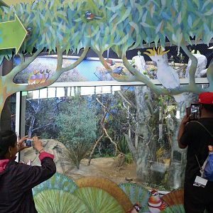 KidZoo U: Budgie Exhibit