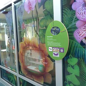KidZoo U: Butterfly Exhibit