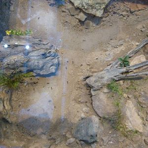 KidZoo U: Ant Exhibit