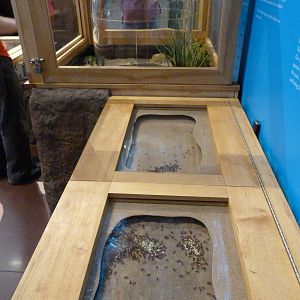 KidZoo U: Ant Exhibit