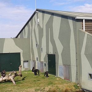 second enclosure of chimps