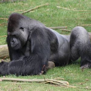 Gorilla