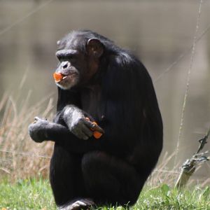 Chimpanzee