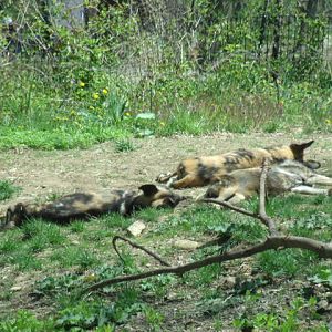 South African Wild Dog