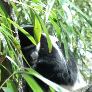 Eastern Black-and-White Colobus