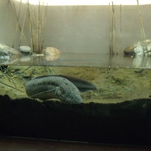 Slender Lungfish