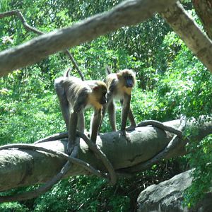 Mandrills