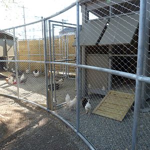 KidZoo U: Chicken Exhibit