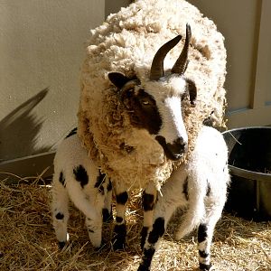 KidZoo U: Jacob Sheep