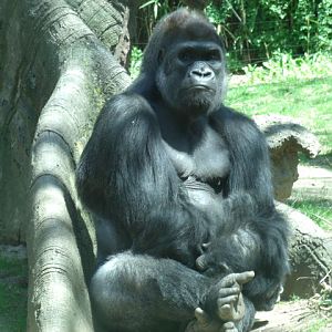 Western Lowland Gorilla