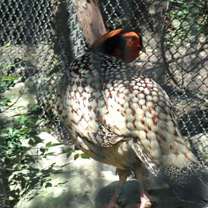 Cabot's Tragopan