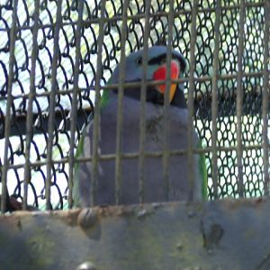 Lord Derby's Parakeet