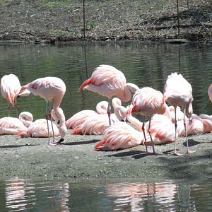 Chilean Flamingos