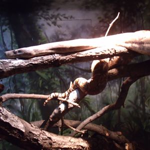 Boa Constrictor