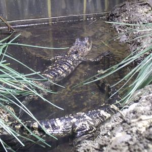 American Alligator Hatchlings
