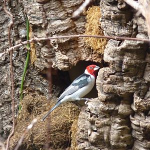 Red-Cowled Cardinal, April 2013