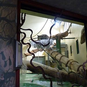 Andean Bear, April 2013