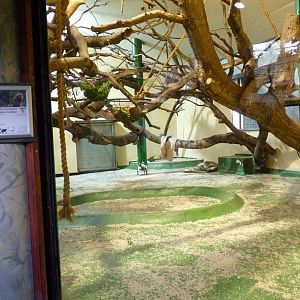 Howler Monkey Den, April 2013