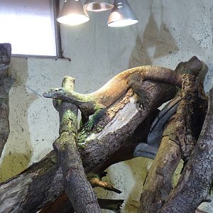 Komodo Dragon, April 2013