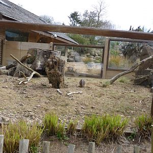 Slender-Tailed Meerkats, April 2013