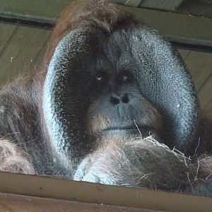 Male Sumatran Orangutan, April 2013
