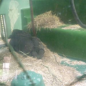 Gorilla House, April 2013