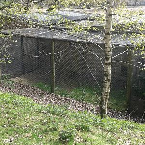 aviary with Von der Deckens hornbills