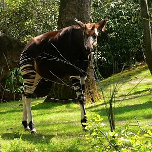 Okapi