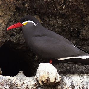 Inca tern