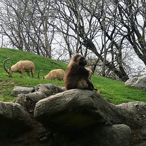 Gelada and Nubian ibex