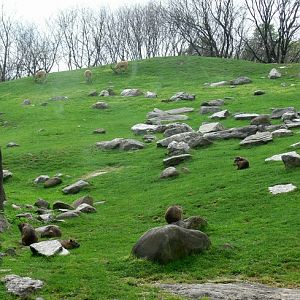 Hyrax group and Nubian ibex