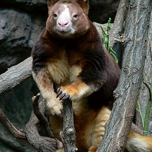 Matschie's tree kangaroo