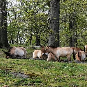 Mongolian wild horse