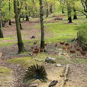Chital and barasingha
