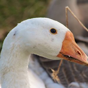 Chinese Gosling at 14 weeks