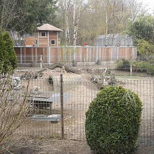 enclosure Patagonian cavy's