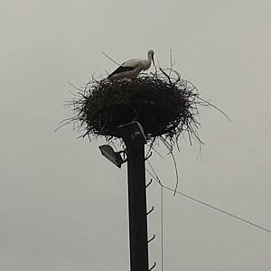 storks at the nest